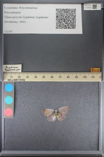Media type: image;   Entomology 194588